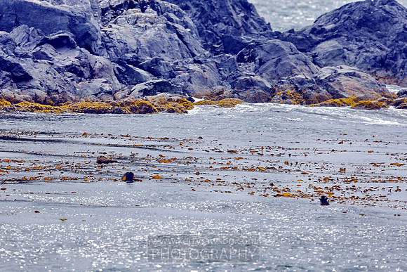 Sea otters playground