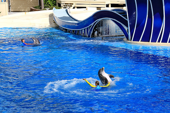 Donuts dolphin style