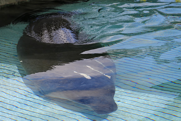 Such a shame they get injured by boat, but great SeaWorld rescue them