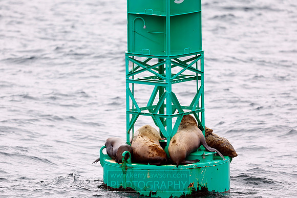 Harbour seals relaxing