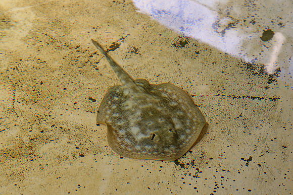 Same smaller ones in the baby tank