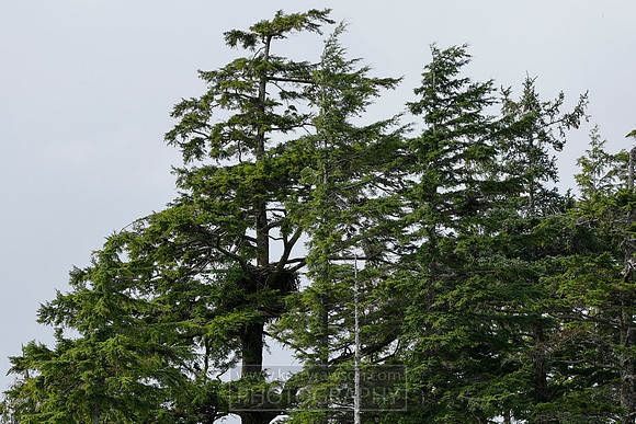 And their own nesting bald eagles