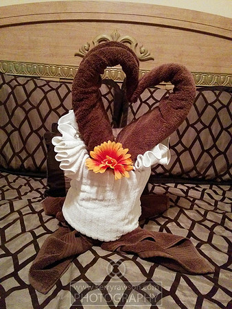 More towel swans in the 2nd villa this time called portafino