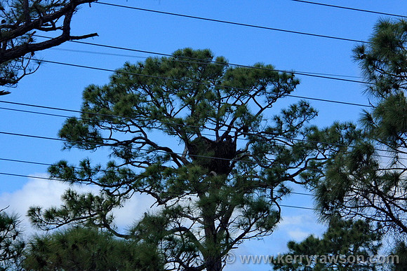 Bald eagle nest