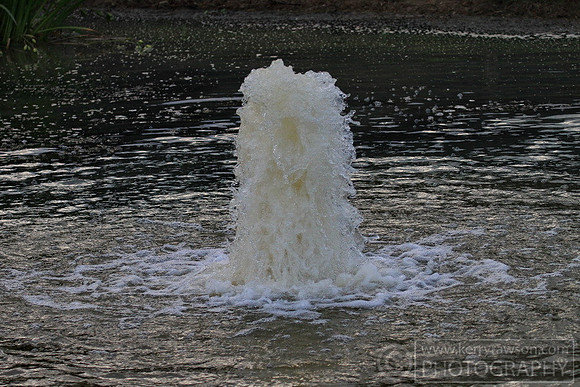 Perfect for a shutter speed lesson for Summer
