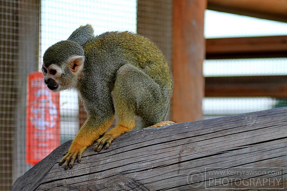 He's a "little" monkey said the handler, couldn't help but lol