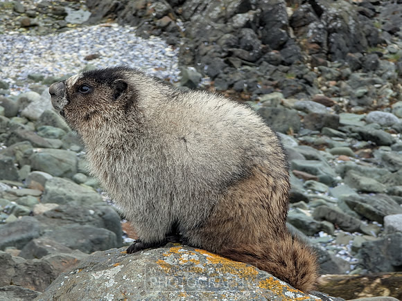 Alaska marmot