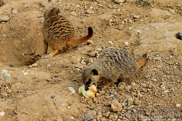 Yay food at last
