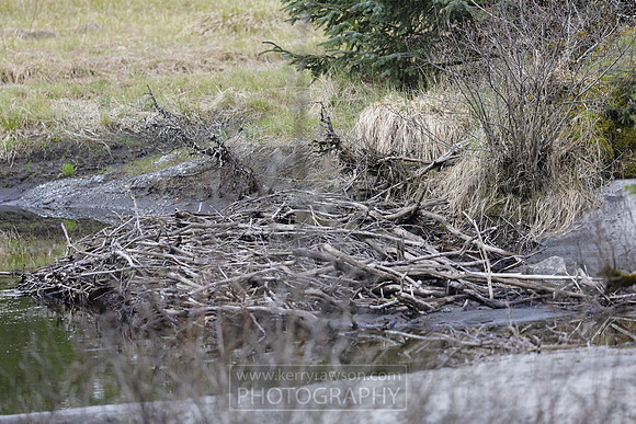 The beavers have been busy