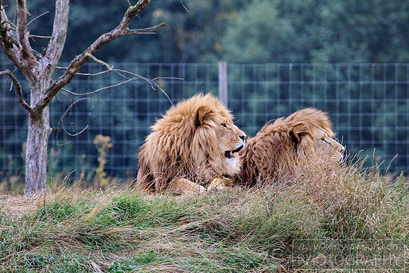 A nice roar to warn us all they are there