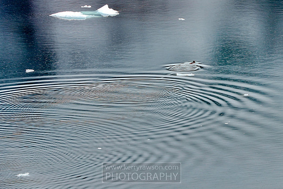 If it's not icebergs floating by it's sea otters