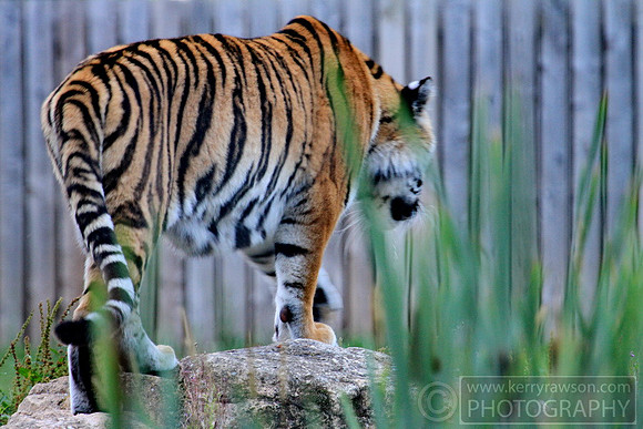 A camera shy tigger