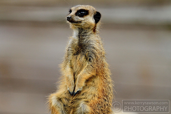 Of course, first up is those animals made famous by a spelling mistake