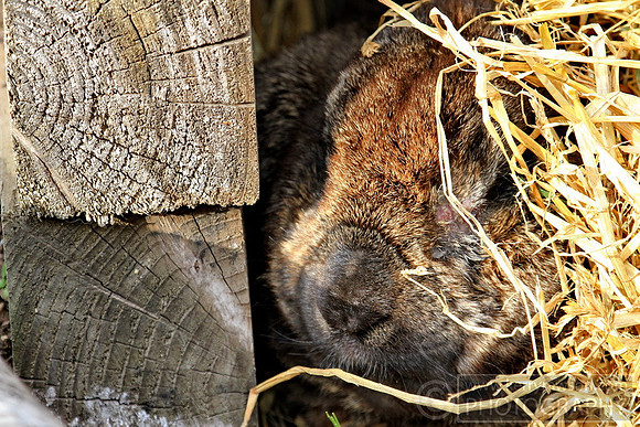 The rabbit's tucked up for the night