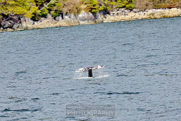 Law states you can only watch the whales for 30 mins so time to move