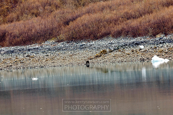 Black bear spotted on the shore