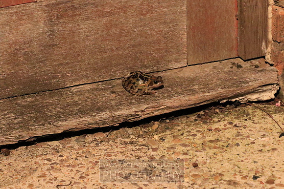 One of our resident frogs decided to say goodnight