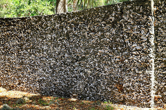 Wall made from oyster shells