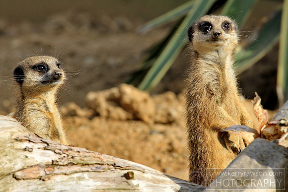Come on its food time