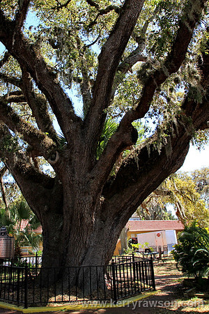 The old senator complete with palm tree growing in the middle