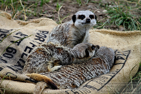 Now we have full belly's its time for a nap