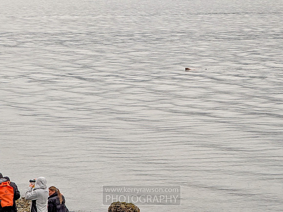 Harbor seals welcome us