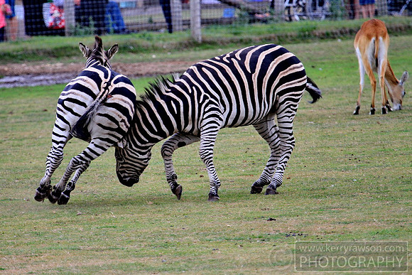 (please respect this site's copyright & contact me for images via kerry.rawson@gmail.com)