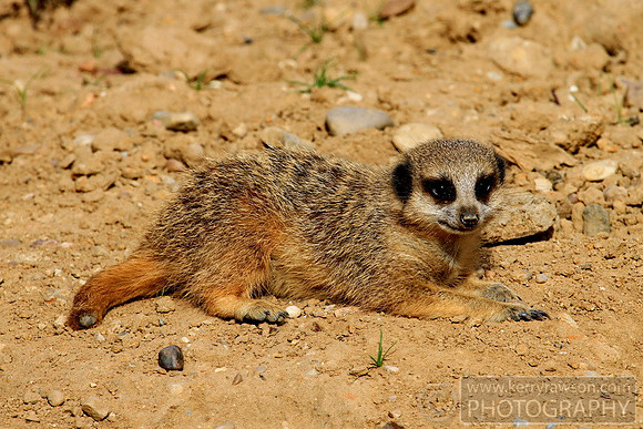 Summer told me this was a special one due to its short tail