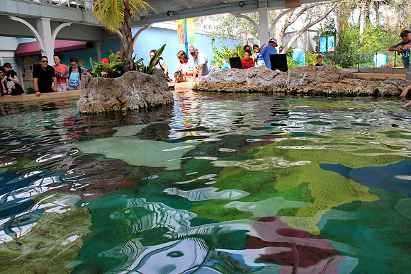 Time to visit the stingrays
