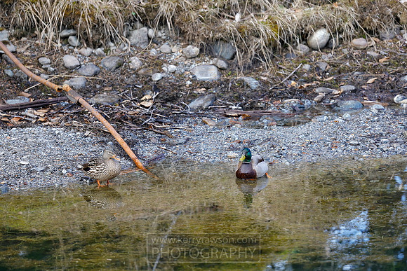 Local wildlife