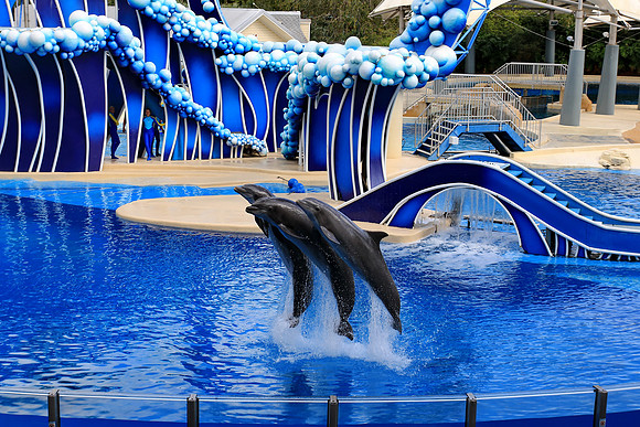 They make their entrance in style