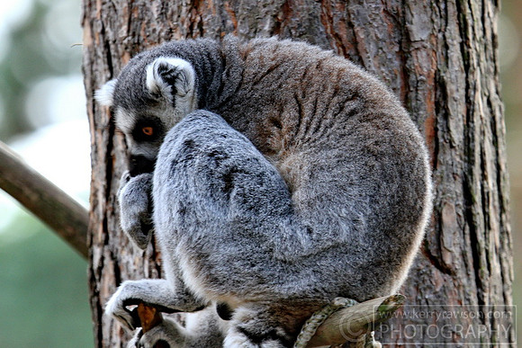 Comfy up in the trees