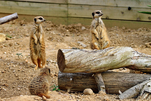 Hey we're hungry, hurry up