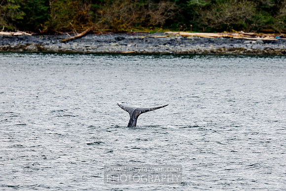Yep that's a grey whale