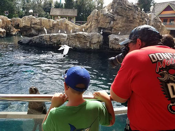 Shooting the seals