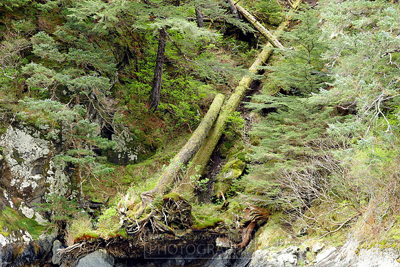Land slide trees still growing