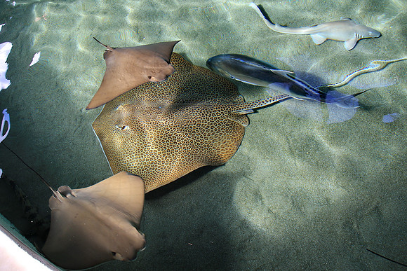 Sharks in there too