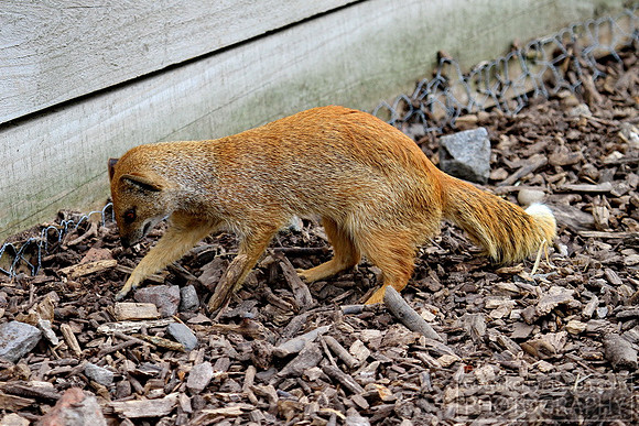 I think the mongoose is still peckish