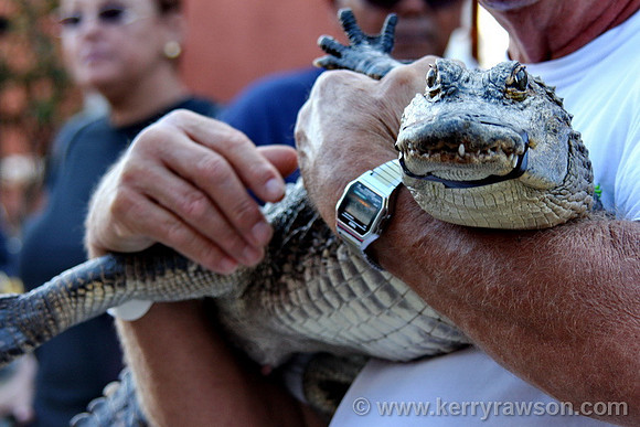 Alligator rescue raising awareness