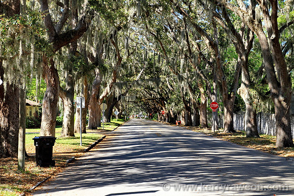 Voted the most beautiful street in the US apparently