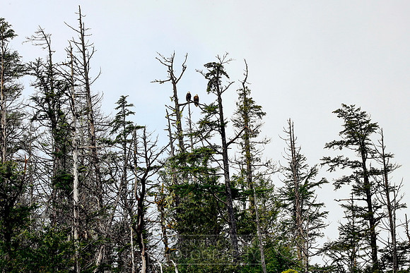 Spotted some wildlife, more bald eagles