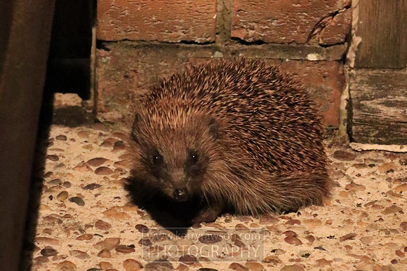 Closely followed by our native English hedgehog checking if we'd left anything