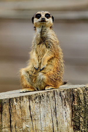 You looking at me?