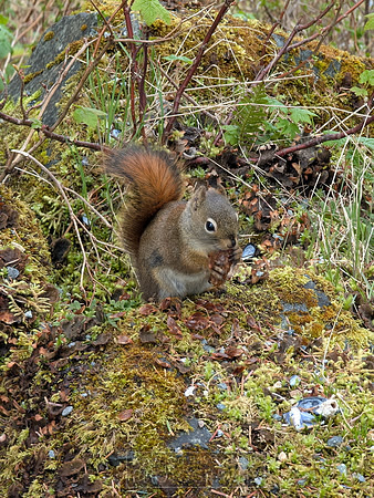 American red squirrel or Pine squirrel