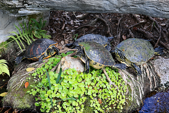 It's turtle time