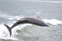 Florida, USA - July 2019: Clearwater Dolphin experience