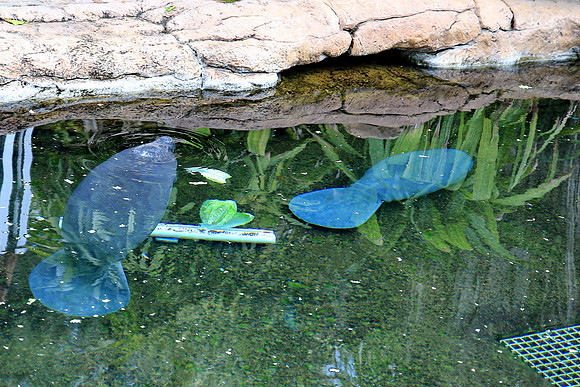 Baby manatees
