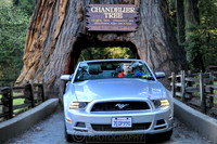 Drive thru tree, Leggett back to San Francisco via PCH