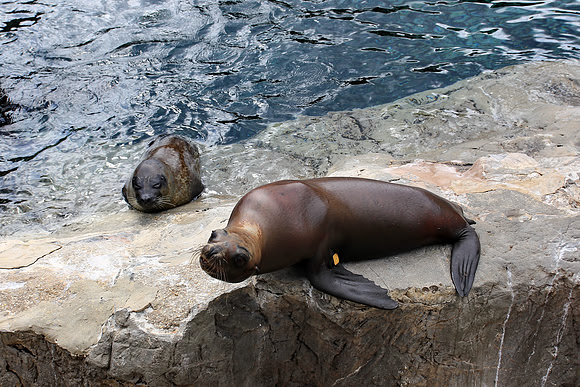 We're cute please throw us a fish
