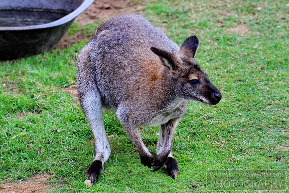 Wallaby walk next